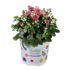 Chrysanthème multifleur en promo chez Lidl Villiers-sur-Marne à 1,99 €