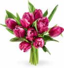 Aktuelle Pflanzen Angebote bei Netto Marken-Discount in Hannover Aktuelles Herbsttulpen Angebot bei Netto Marken-Discount in Hannover ab 3,79 €