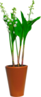 3 GRIFFES DE MUGUET DANS UN POT EN TERRE - SANS MARQUE en promo chez Auchan Hypermarché Valence à 5,79 €