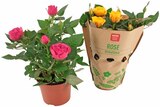 Aktuelles Topfrose Angebot bei REWE in Bielefeld ab 3,33 €