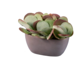 Succulentes en coupe béton - Lidl à Versailles Succulentes en coupe béton en promo chez Lidl Versailles à 12,99 €