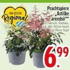 Aktuelle Blumen Angebote bei EDEKA in Augsburg Aktuelles Prachtspiere Astilbe "arendsii" Angebot bei EDEKA in Augsburg ab 6,99 €