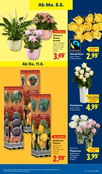 Pflanzen im aktuellen Lidl Prospekt (Mönchengladbach) Pflanzen im Lidl Prospekt "LIDL LOHNT SICH" mit 73 Seiten (Mönchengladbach)