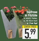 Topfrose in Filztüte von  im aktuellen EDEKA Prospekt für 5,99 €
