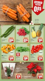 REWE Pflanzen im Prospekt 