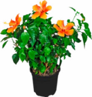 Patiopflanze von Gardenline für 5,99 € bei ALDI Nord im Angebot Patiopflanze von Gardenline im aktuellen ALDI Nord Prospekt