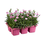 Dianthus, Pink Kisses bei Lidl im Prospekt "" für 5,99 €