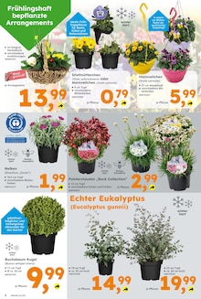 Blumen im Globus-Baumarkt Prospekt "Immer eine Idee besser" mit 18 Seiten (Würzburg)