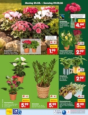 Dekoration im Netto Marken-Discount Prospekt in Pforzheim Aktueller Netto Marken-Discount Prospekt mit Dekoration, "Aktuelle Angebote", Seite 18