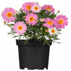 Hagebaumarkt Salzkotten - Strauchmargerite Angebot im Prospekt Strauchmargerite bei Hagebaumarkt im Salzkotten Prospekt für 2,24 €
