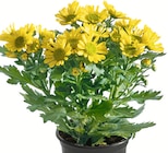 Aktuelle Chrysantheme Angebote bei Wreesmann in Dresden Aktuelles Chrysanthemen Angebot bei Wreesmann in Dresden ab 2,59 €