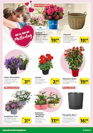Hagebaumarkt Dipladenia im Prospekt 