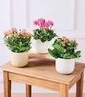 PLANTE FLEURIE - LA PLANTE - Super U à Meaux PLANTE FLEURIE - LA PLANTE en promo chez Super U Meaux à 6,99 €