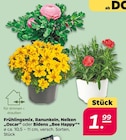 Frühlingsmix, Ranunkeln, Nelken "Oscar" oder Bidens "Bee Happy" im Netto mit dem Scottie Prospekt zum Preis von 1,99 €