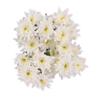 Aktuelle Blumen Angebote bei Lidl in Jena Aktuelles Chrysanthemen Angebot bei Lidl in Jena ab 1,99 €
