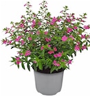 Angebot im Penny Abtsgmünd Prospekt Penny Abtsgmünd Prospekt mit im Angebot für 2,29 €