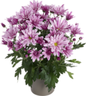 Chrysanthème à petites fleurs ECLOZ - ECLOZ - Jardiland à Grigny Chrysanthème à petites fleurs ECLOZ - ECLOZ en promo chez Jardiland Grigny à 2,99 €