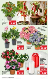 Rhododendron im Kaufland Prospekt in Dresden Aktueller Kaufland Prospekt mit Rhododendron, "Aktuelle Angebote", Seite 5