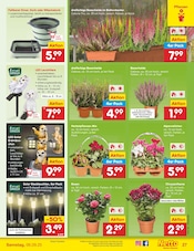 Beleuchtung im Netto Marken-Discount Prospekt in Mannheim Aktueller Netto Marken-Discount Prospekt mit Beleuchtung, "Aktuelle Angebote", Seite 37