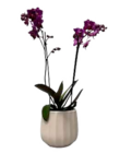 Aktuelles Orchideen 2 Risper Angebot bei Marktkauf in Hamburg ab 9,99 €