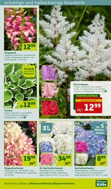 Aktueller Pflanzen Kölle Prospekt mit Sträucher, "Blütenzauber für fleissige Bienchen!", Seite 7