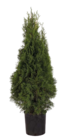 Lebensbaum Thuja occidentalis Smaragd von  im aktuellen Hagebaumarkt Prospekt für 9,99 €