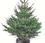 Promo Sapin Nordmann à 14,99 € dans le catalogue Botanic à Rueil-Malmaison