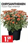 Chrysanthemen Angebote bei Wreesmann Zwickau für 1,59 €