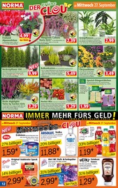 Blumen im Norma Prospekt in Tübingen Aktueller Norma Prospekt mit Blumen, "Mehr fürs Geld", Seite 12