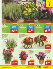 Kürbis im Netto Marken-Discount Prospekt in Tübingen Aktueller Netto Marken-Discount Prospekt mit Kürbis, "Aktuelle Angebote", Seite 7