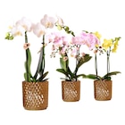 Orchidée dans le catalogue Carrefour