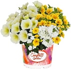 Hagebaumarkt Bayreuth - Pflanzenkombination Confetti Garden Angebot im Prospekt Pflanzenkombination Confetti Garden bei Hagebaumarkt im Bayreuth Prospekt für 2,99 €