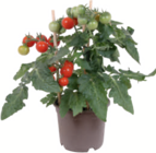 Aktuelles Balkongemüse Angebot bei toom Baumarkt in Bremen ab 7,99 €
