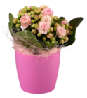 Kalanchoé en pot couleur en promo chez Lidl Nantes à 2,99 €