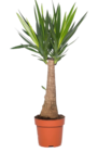 Promo Yucca 'Maya' H. 100 cm à 34,99 € dans le catalogue Truffaut à Mantes-la-Jolie