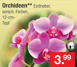 Orchideen im Angebot bei Zimmermann in Oldenburg Orchideen Angebote bei Zimmermann Oldenburg für 3,99 €