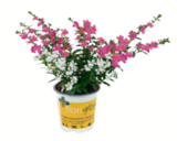 Köcherblume „floriglory“ im Angebot bei toom Baumarkt in Dessau-Roßlau Köcherblume „floriglory“ Angebote bei toom Baumarkt Dessau-Roßlau für 3,59 €