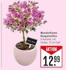 Marktkauf Friedrichshafen - Wunderblume Bougainvillea Angebot im Prospekt Wunderblume Bougainvillea bei Marktkauf im Friedrichshafen Prospekt für 12,99 €