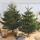 Sapin nordmann coupé en promo chez Hyper U Périgueux à 19,99 €