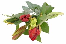Amaryllis mit Dekogrün Angebot in Griesheim, Hess im aktuellen Prospekt bei REWE in Griesheim, Hess