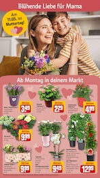 Dekoration Angebot & Preis im aktuellen REWE Prospekt Dekoration Angebot im aktuellen REWE Prospekt auf Seite 6