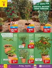 Aktueller Netto Marken-Discount Prospekt mit Pflanzen, "Aktuelle Angebote", Seite 10