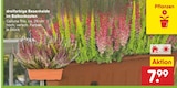 Aktuelle Blumentopf Angebote bei Netto Marken-Discount in Hildesheim Aktuelles dreifarbige Besenheide im Balkonkasten Angebot bei Netto Marken-Discount in Hildesheim ab 7,99 €