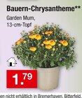 Bauern-Chrysantheme für 1,79 € bei Zimmermann im Angebot Bauern-Chrysantheme im aktuellen Zimmermann Prospekt