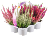 Calluna-Schale im aktuellen Kaufland Prospekt