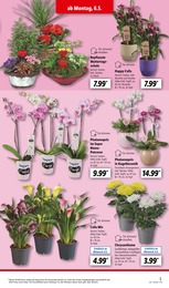 Blumentopf Angebot im aktuellen Lidl Prospekt auf Seite 3