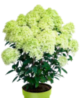 Rispen-Hortensie Angebote bei OBI Ansbach für 19,99 €