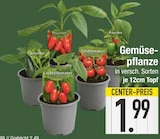 Gemüsepflanze im EDEKA Prospekt Gemüsepflanze im aktuellen EDEKA Prospekt für 1,99 €