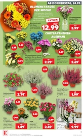 Ähnliche Obstbaum Angebote im Prospekt "Hier bin ich richtig" von Kaufland in Passau Ähnliche Angebote wie Obstbaum im Prospekt "Hier bin ich richtig" auf Seite 21 von Kaufland in Passau