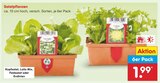 Salatpflanzen Kopfsalat im aktuellen Netto Marken-Discount Prospekt für 1,99 €